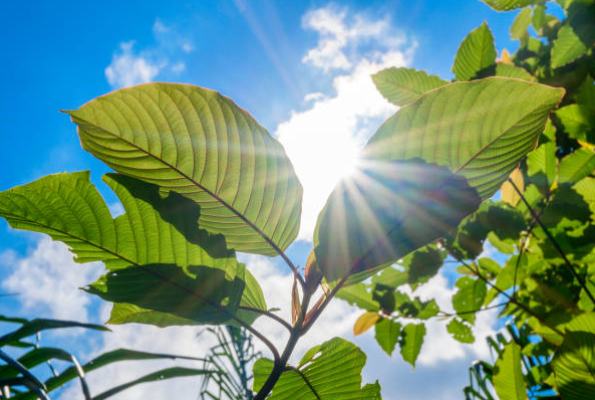 Compra kratom